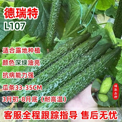 德瑞特107黄瓜正品种子大全