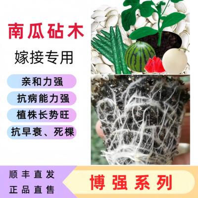 博强系列南瓜嫁接砧木抗死棵高产
