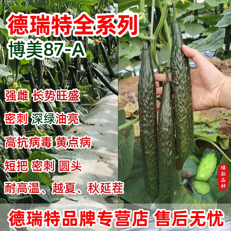 博美87德瑞特黃瓜種子全系列大全
