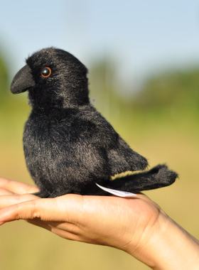 原创-乌鸦玩具解压乌鸦毛绒玩具 乌鸦挂件 包包饰品