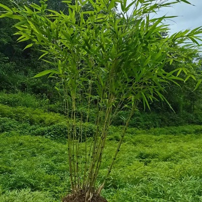 云南名贵筇竹算盘竹四网红竹簕竹苗室内外绿植物观叶盆景耐寒盆栽