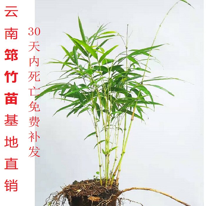 罗汉竹筇竹算盘竹子苗盆栽景观赏竹地栽矮化植物南北方耐寒苗木