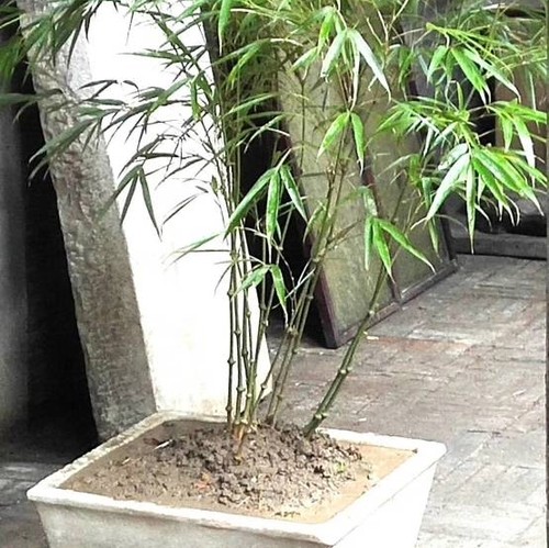 云南罗汉竹筇竹算盘竹子苗文人手杖材料室内庭院地栽绿植盆栽盆景 - 封面