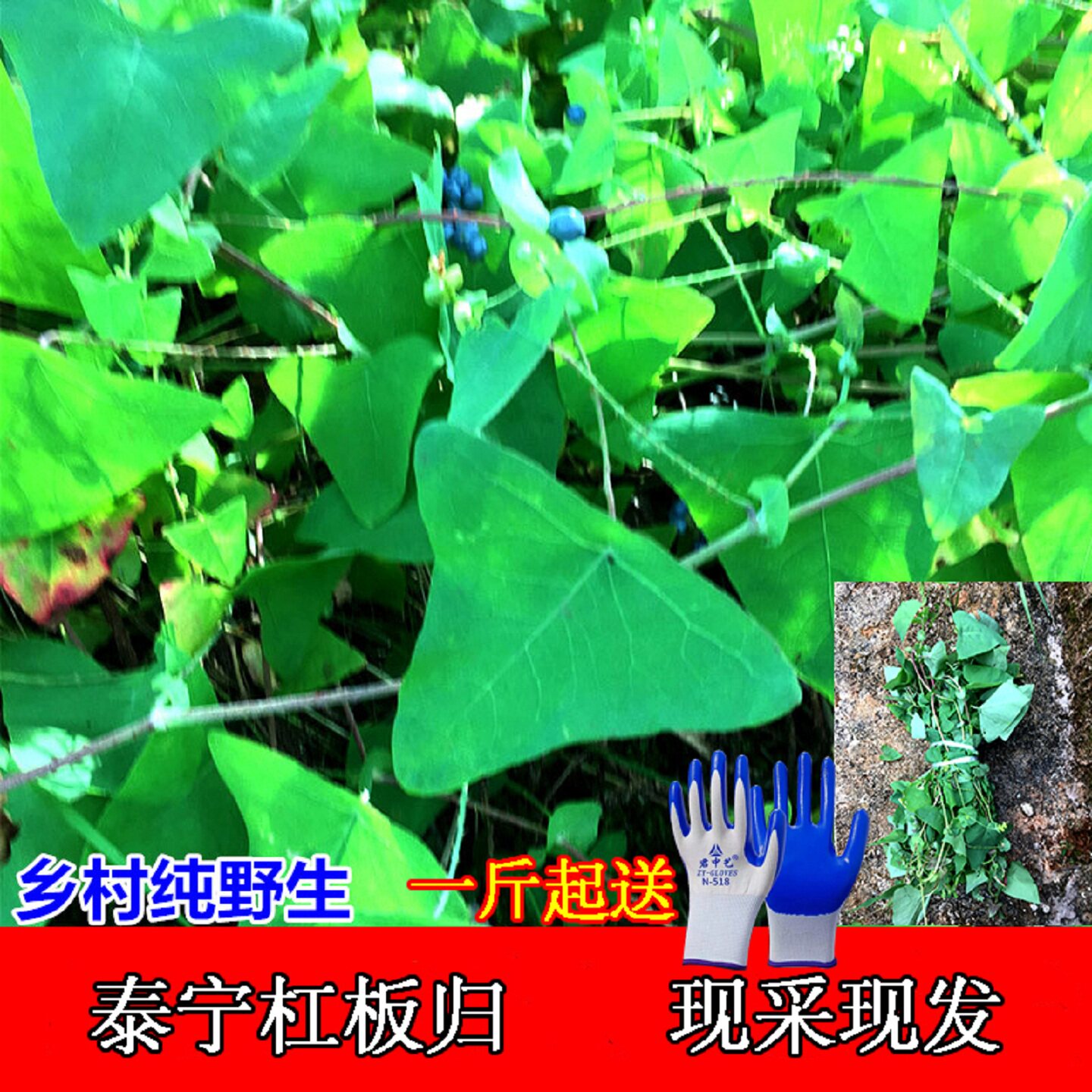 福建杠板归现采蛇倒退湿痒泡澡