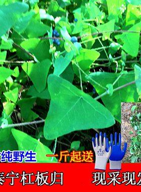 福建杠板归现采蛇倒退湿痒泡澡