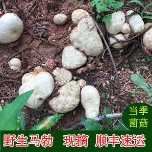 福建2026现摘新鲜野生菌野生马皮泡马蹄包马勃菌姜疙瘩非松露500g