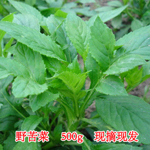 福建泰宁现摘新鲜苦菜苦斋纯野生绿色天然农家败酱草野菜500g包邮