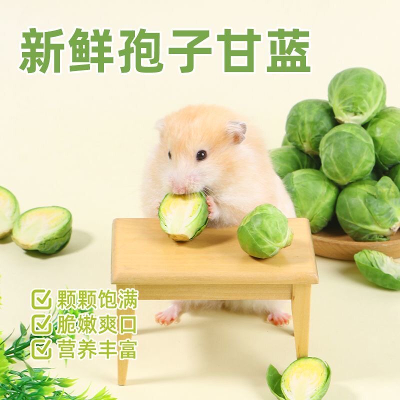 小宠新鲜孢子甘蓝小包菜玉米笋仓鼠金丝熊侏儒鼠兔子荷兰猪可食用