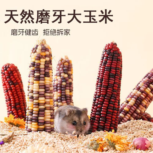 磨牙玉米棒仓鼠大玉米零食
