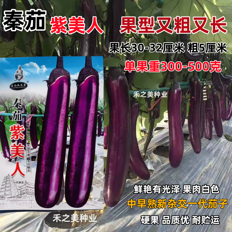 秦茄紫美人紫红长茄种子粗长中早熟高产春秋四季播紫红色茄子种籽