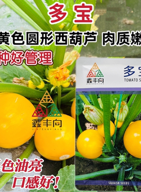多宝苹果西葫芦种籽短蔓杂交金黄色西葫芦菜瓜种籽春秋季易种蔬菜