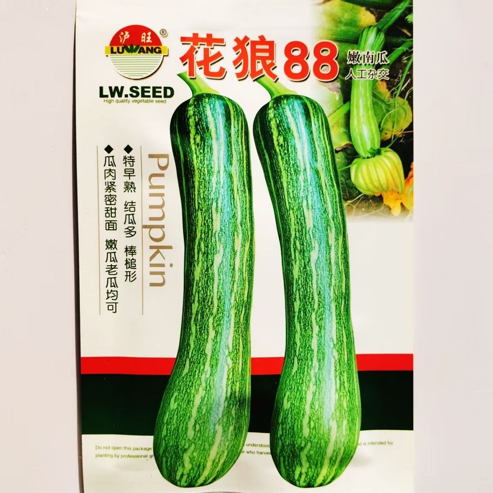 花狼88嫩南瓜种子早熟甜面结瓜多老品种黄狼蜜本南瓜种籽春季播种