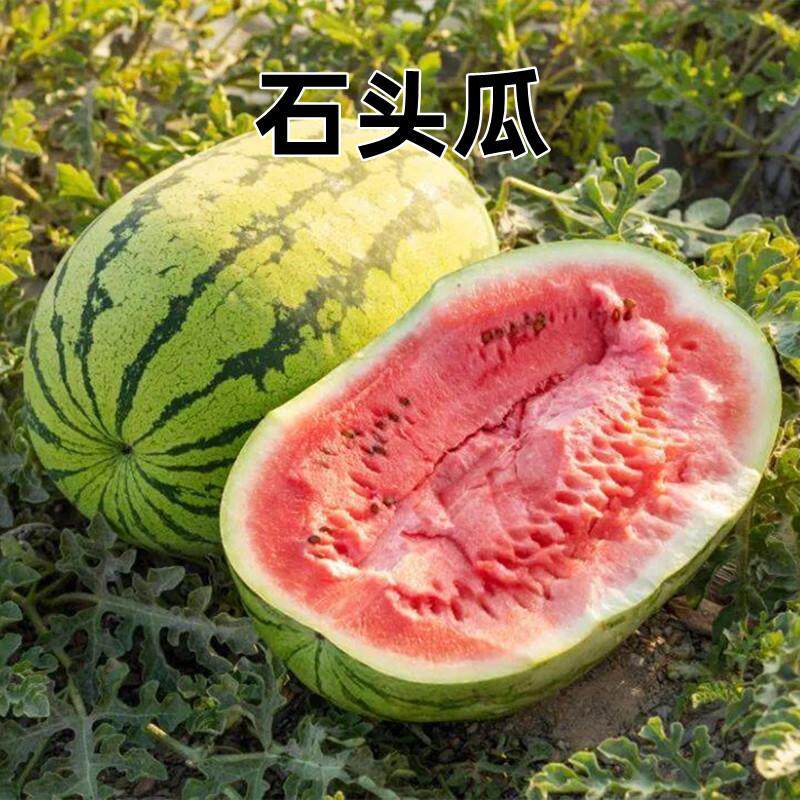 山地石头瓜种籽宁夏硒砂大瓜西瓜蔬菜种子/种苗