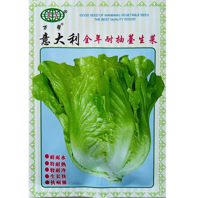 全年耐抽苔生菜种子耐热生菜种籽阳台春秋季南方四季蔬菜种孑