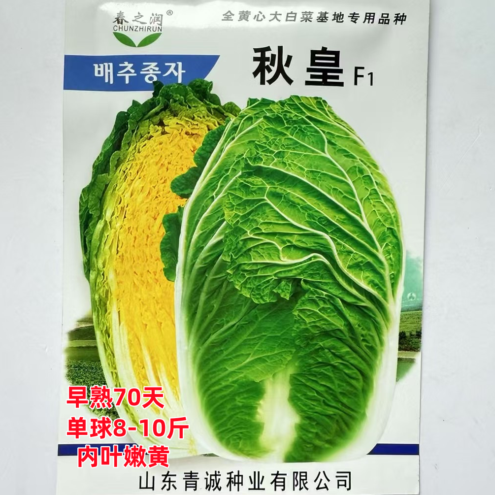 秋皇F1大白菜种籽山东胶州黄心大白菜种子杂交秋季播四季蔬菜种孑