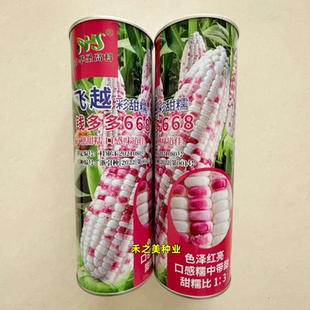 飞越彩甜糯玉米种子 钱多多668玉米种籽高产大田春季花彩玉米种子