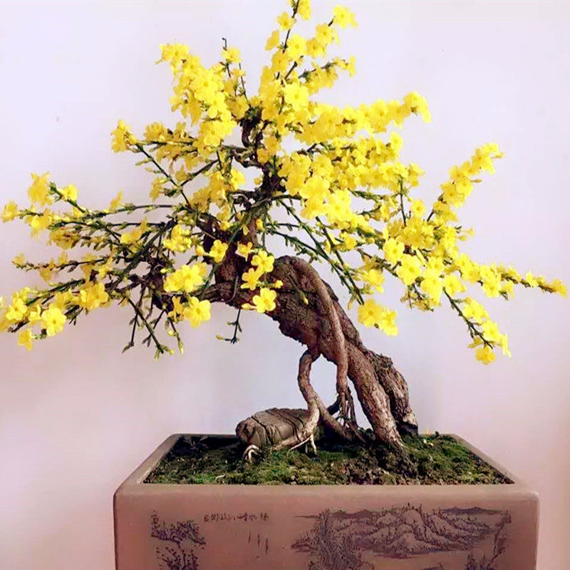 迎春花盆景老桩 一物一拍 提根造型盆栽 攀援耐寒植物 当年开花