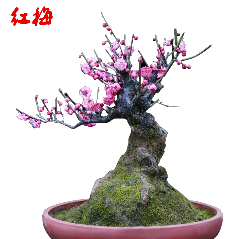高档原生梅花老桩骨里红梅花提根造型盆景树桩室内花卉盆栽耐寒