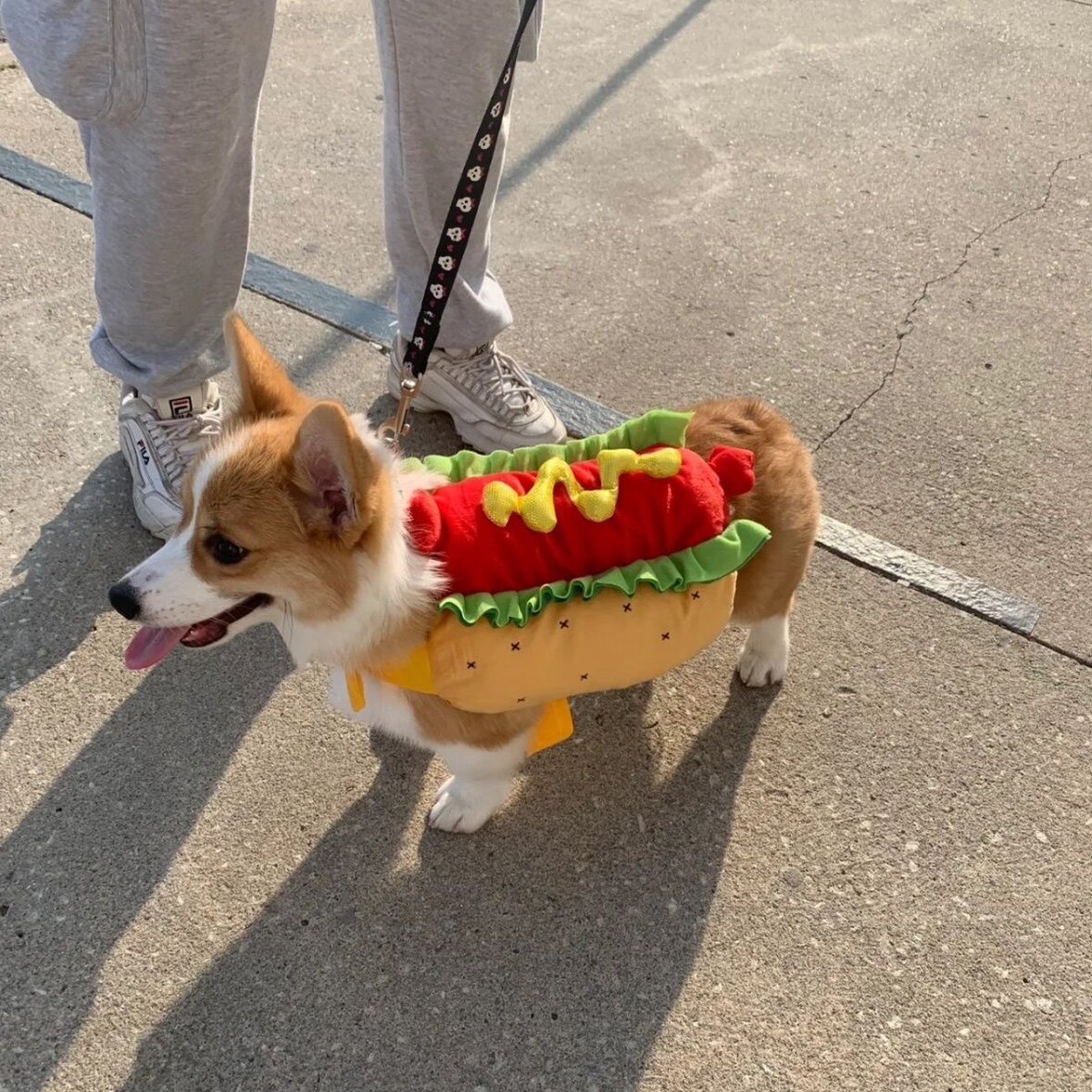 柯基犬狗狗衣服热狗汉堡包宠物猫咪马尔济斯秋冬搞怪搞笑装