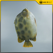 仿真金鼓鱼斑点鱼模型假海鲜水产深海鱼金钱鱼金谷鱼装 饰直播道具