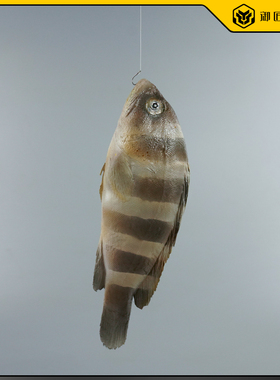 仿真深海鱼黄土斑鱼模型