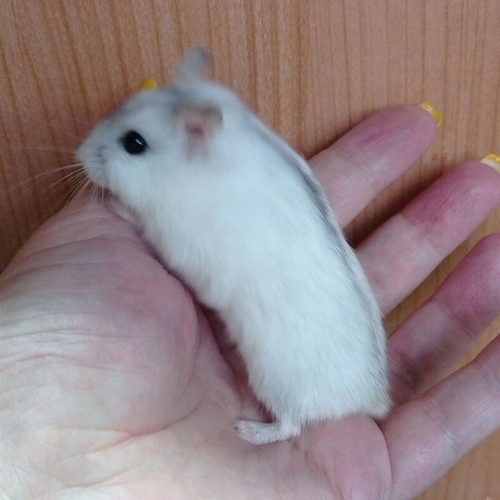 家养银狐仓鼠小仓鼠幼儿活物宠物