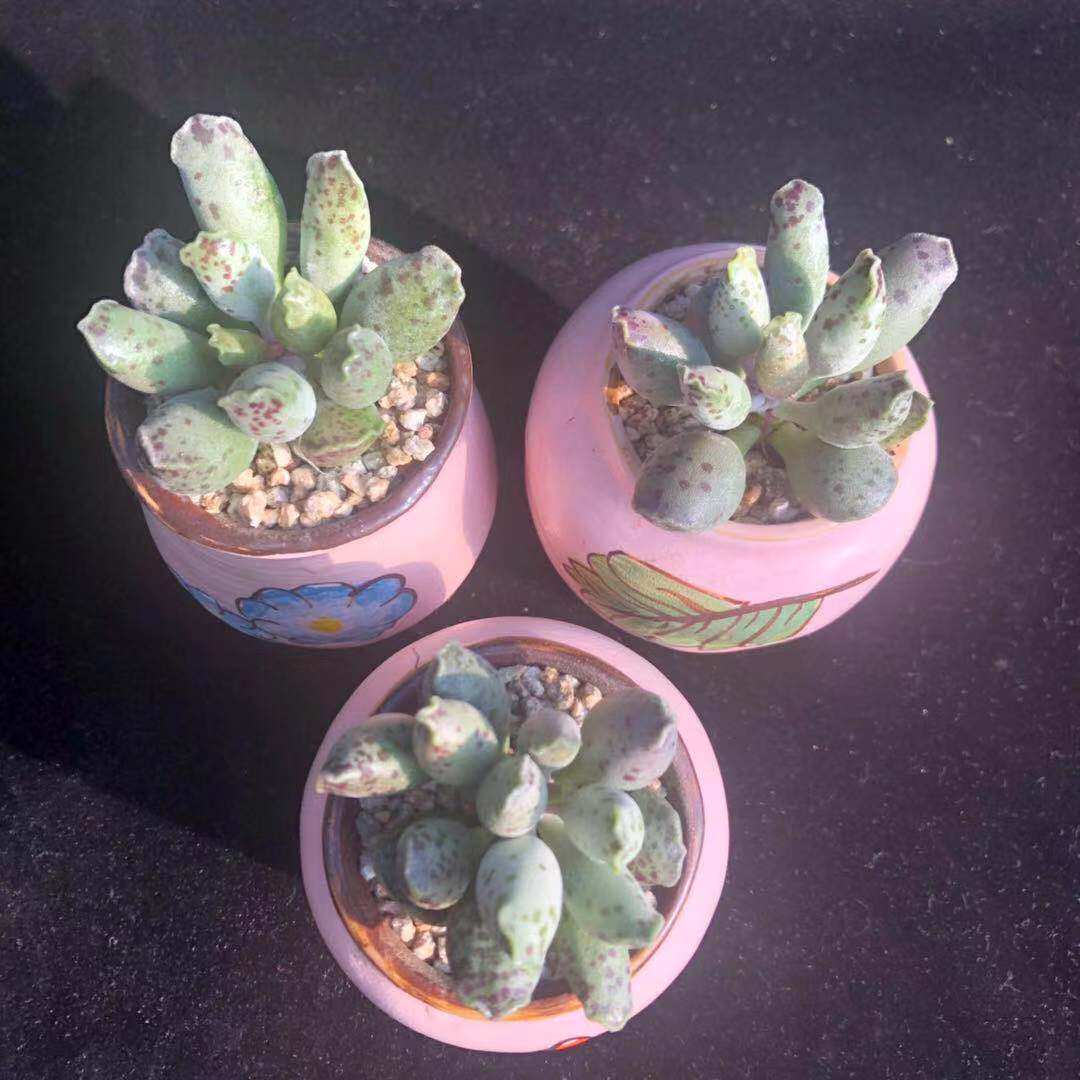 海豹多肉水泡植物办公室盆栽花卉新手水泡组 七片叶以上限购一份