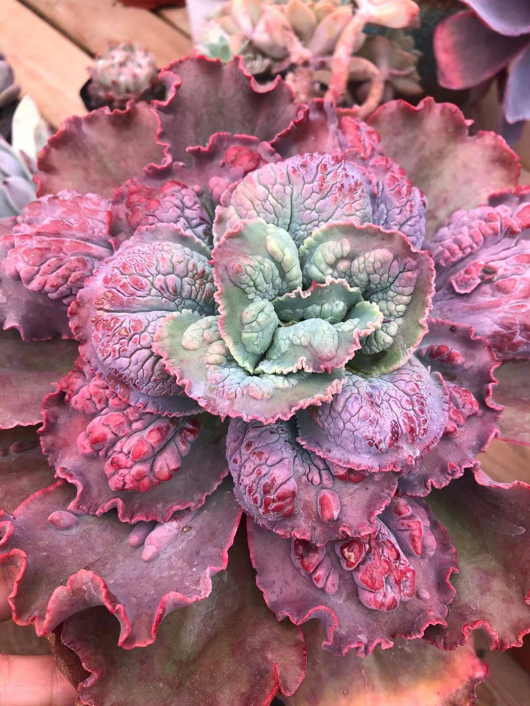 多肉植物嘉年华包菜新品贵货非舞会红裙会长疣单颗包邮