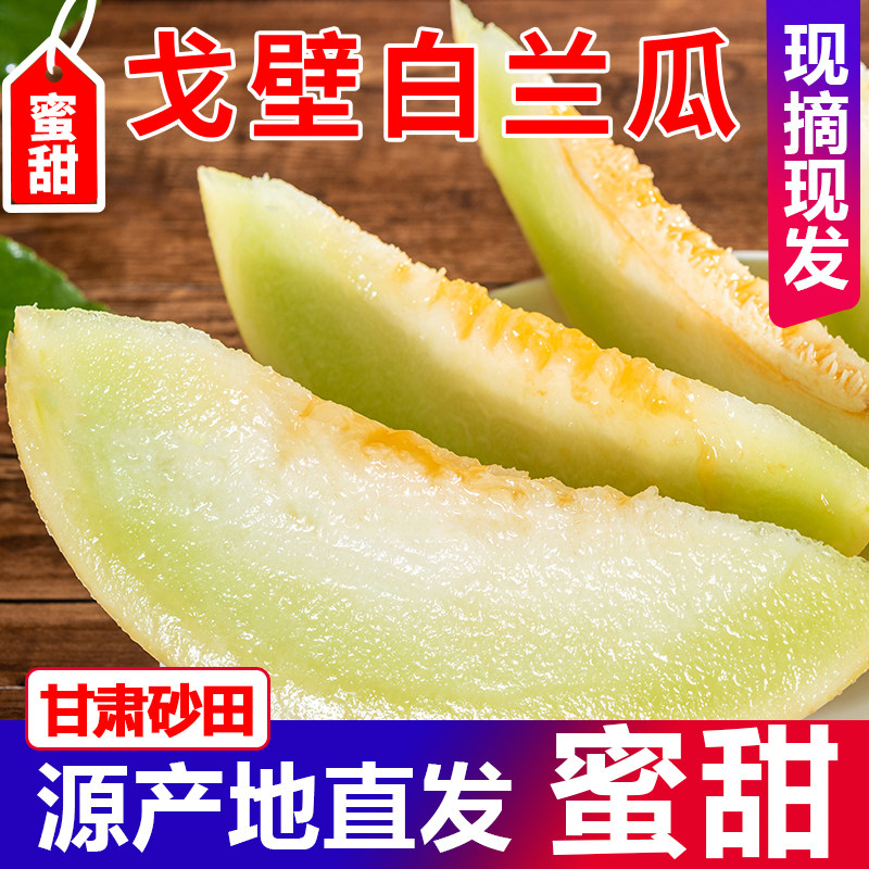 甘肃戈壁白兰瓜沙漠民勤银蒂蜜瓜