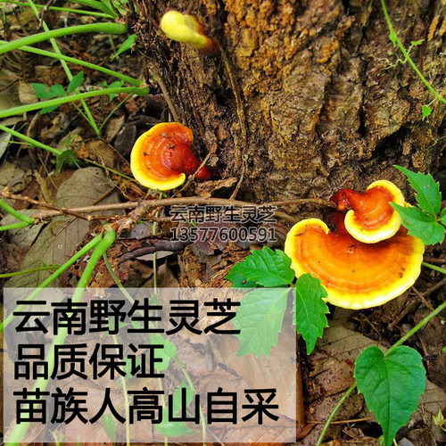 云南野生灵芝赤灵芝特级灵芝片