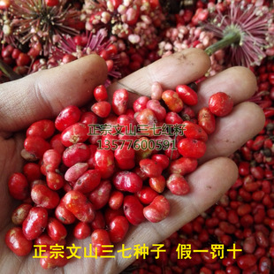 文山三七种子三七红籽三七种子种苗云南红籽三七苗田七种子籽条