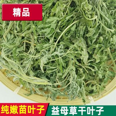 益母草叶子嫩头晒干煮粥煲汤泡茶