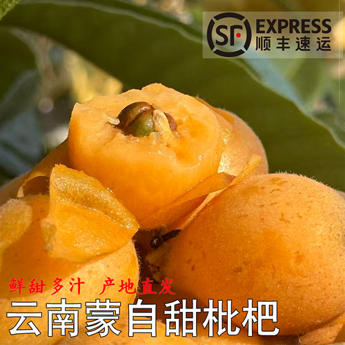 云南蒙自高山甜枇杷鲜甜时令3斤