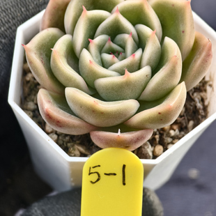 玉杯x丽娜 12.18 一物一拍 多肉植物实生播种 38元包邮