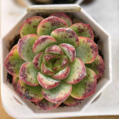 双子贝瑞杂x橙梦露 09.18一物一拍  5.2厘米盆 多肉植物 28元包邮