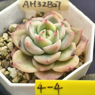 玉杯x冰玉 02.14 一物一拍 多肉植物实生播种 38元包邮