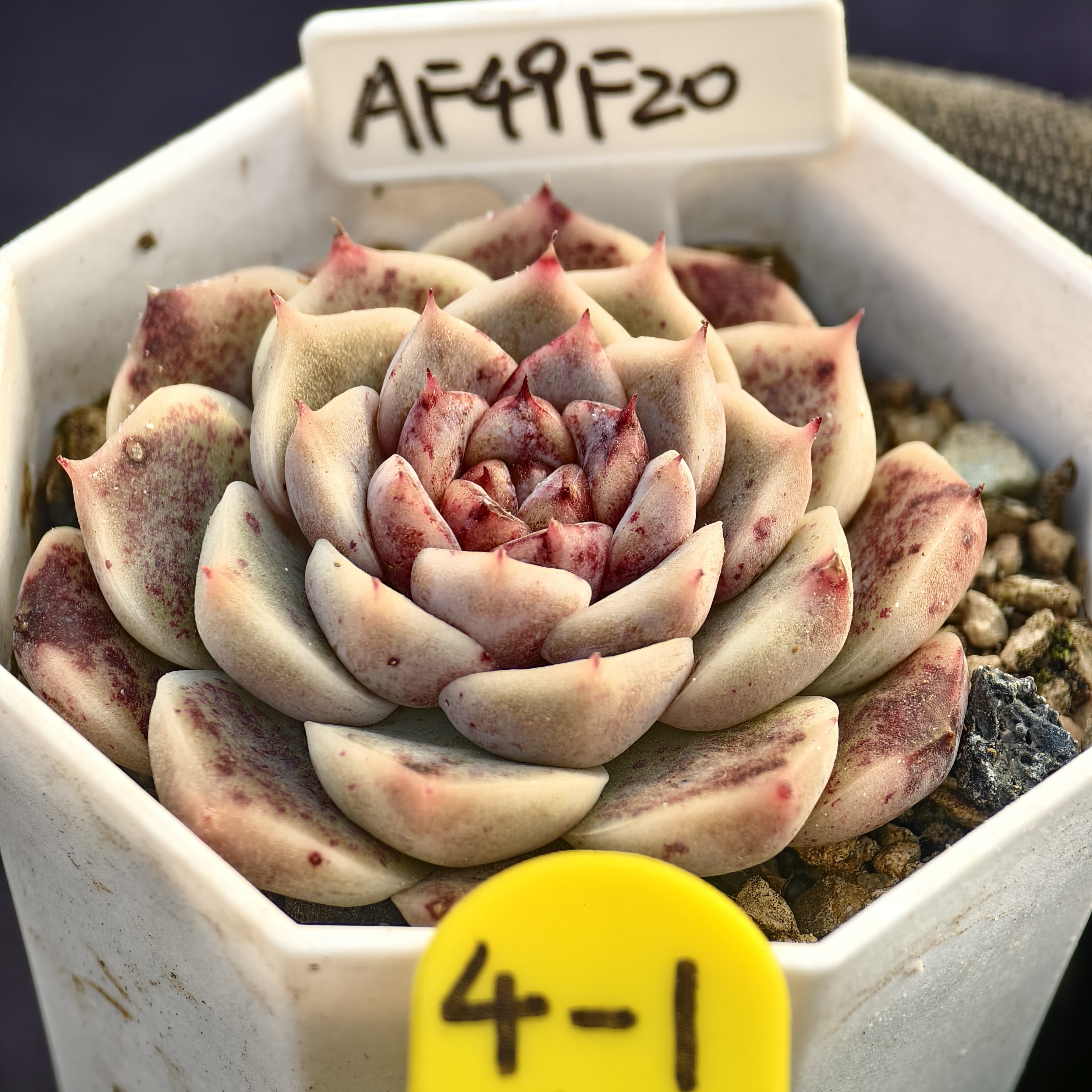 天鹅绒x墨姬 01.24 一物一拍 多肉植物实生播种 38元包邮,鲜花速递/花卉仿真/绿植园艺,多肉植物,淘宝优惠券,粉丝福利购,淘宝优惠卷