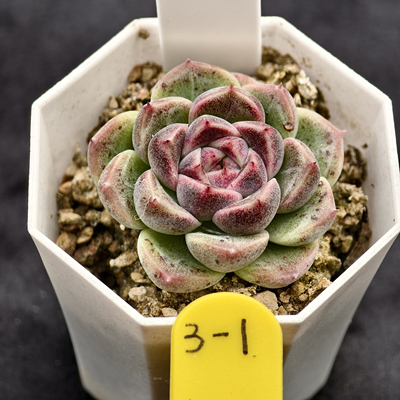 双子贝瑞杂黑玫瑰x橙梦露