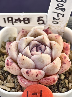 白月影杂x墨姬 01.24 一物一拍 多肉植物实生播种 38元包邮