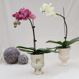 蝴蝶兰摆件新年高级感新中式 花盆花器复古中古风高颜值拍摄道具风