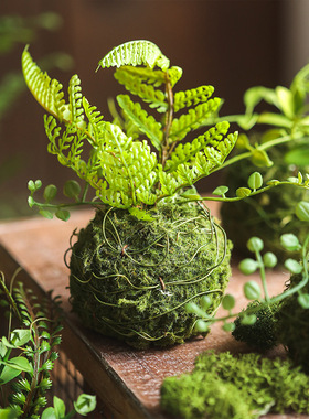 跨境仿真苔藓小草球2022新款装饰造景仿真绿植家居名宿小摆件