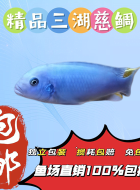 冰蓝蝴蝶非洲王子线斑马台系热带观赏鱼淡水鱼宠物鱼活体鱼场
