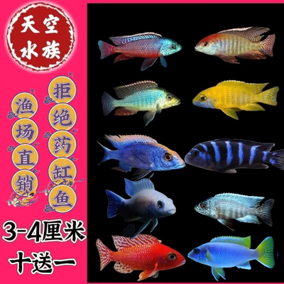 三湖慈鲷马鲷马类精品观赏鱼活体新手套装好养活水族宠物包邮包活