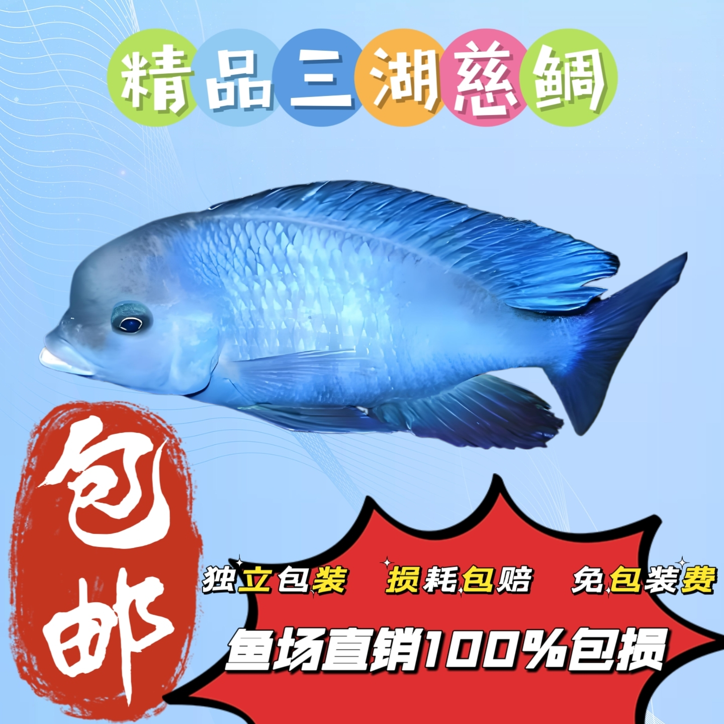 三湖慈鲷活体特色观赏鱼蓝茉莉生物鱼场非洲鱼宠物小活物淡水鱼苗