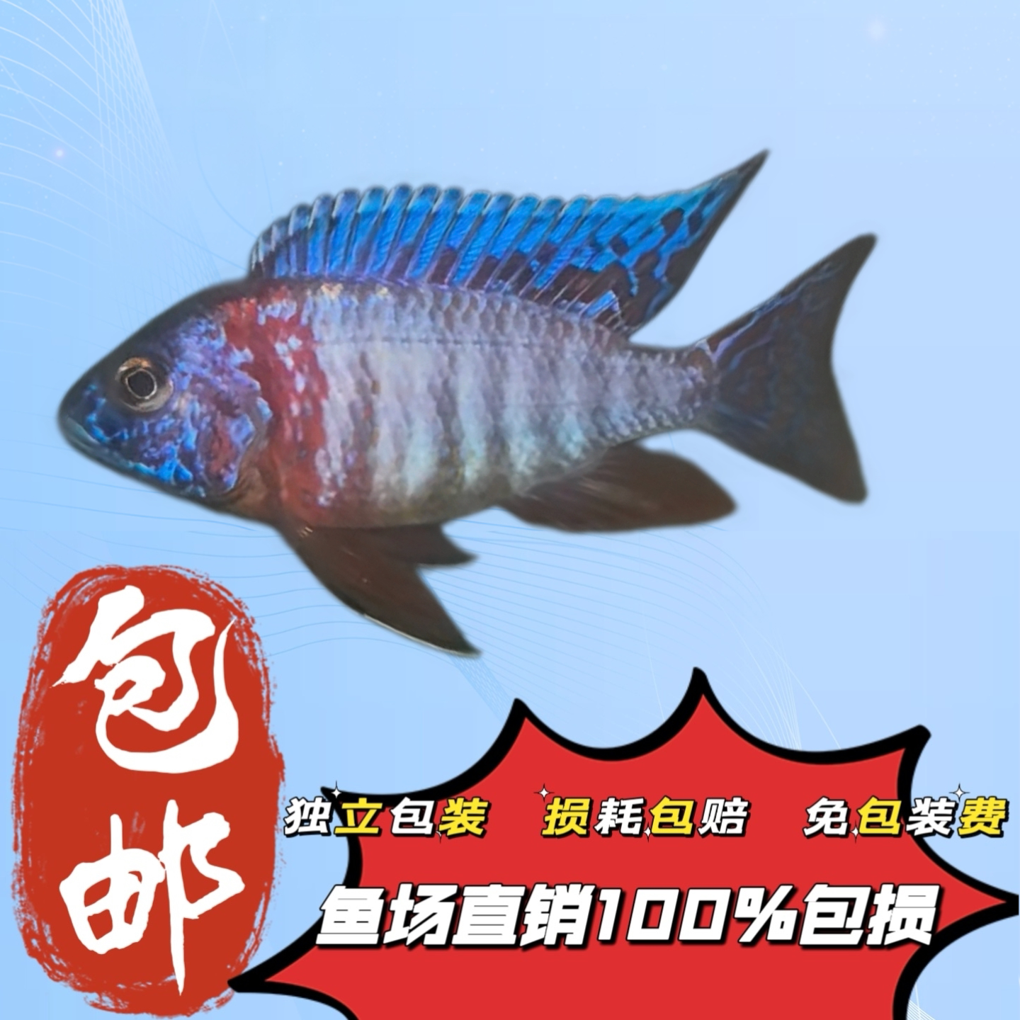 三湖慈鲷鱼马鲷坦鲷杂鲷淡水鱼红鱼