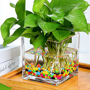 水培器皿銅錢草創(chuàng)意瓶玻璃花盆水養(yǎng)植物辦公桌花器花瓶正方形容器