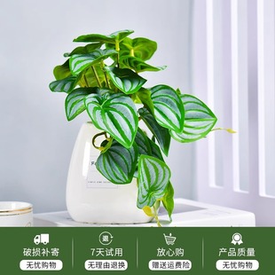 仿真绿萝龟背竹小盆栽绿植办公室植物摆件客厅发财树盆景桌面摆饰