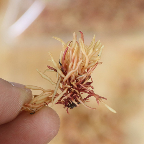 南澳野生赤菜干货纯天然海燕窝泡水深海佳品女性小孩老人食用50g