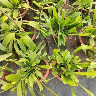 印尼小叶昙花多花多办公室桌面卧室仙人掌科花卉绿植盆栽净化孔雀