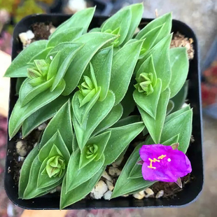 彩色一帆风顺锦上添花药锦吉祥如意吉利好活窗阳台桌面小盆栽花卉